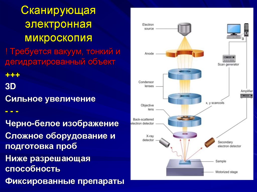 Сканирующая электронная микроскопия
