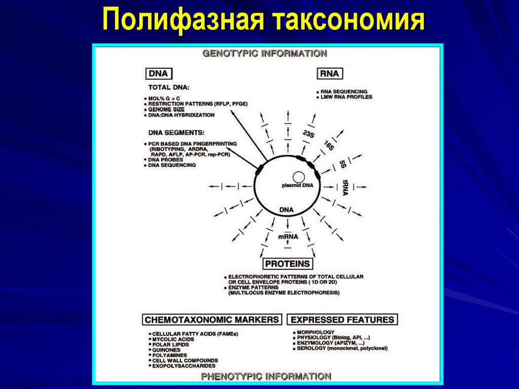 Полифазная таксономия