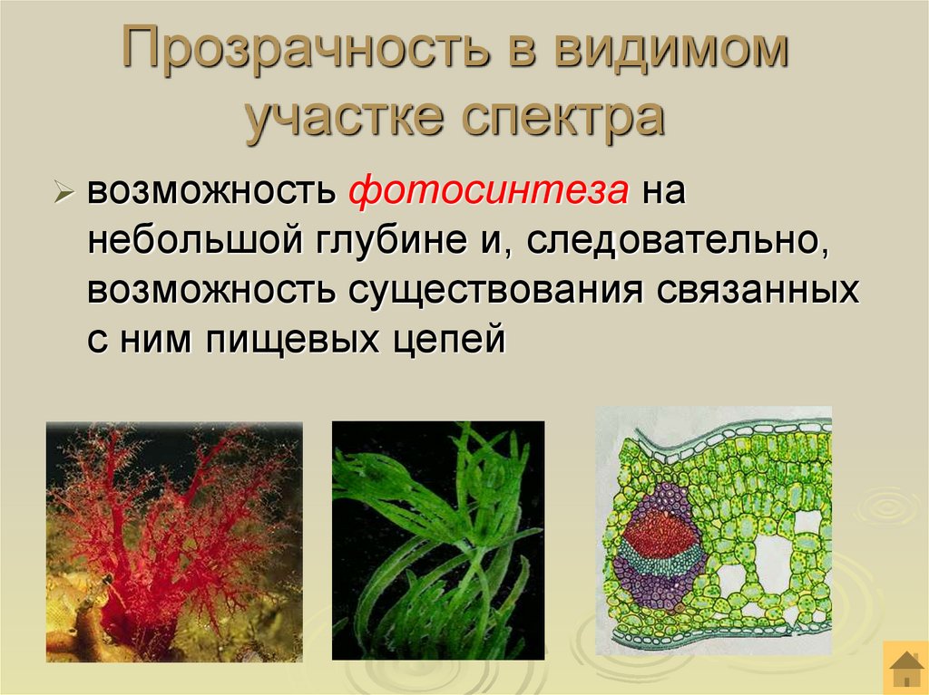 Прозрачность в видимом участке спектра