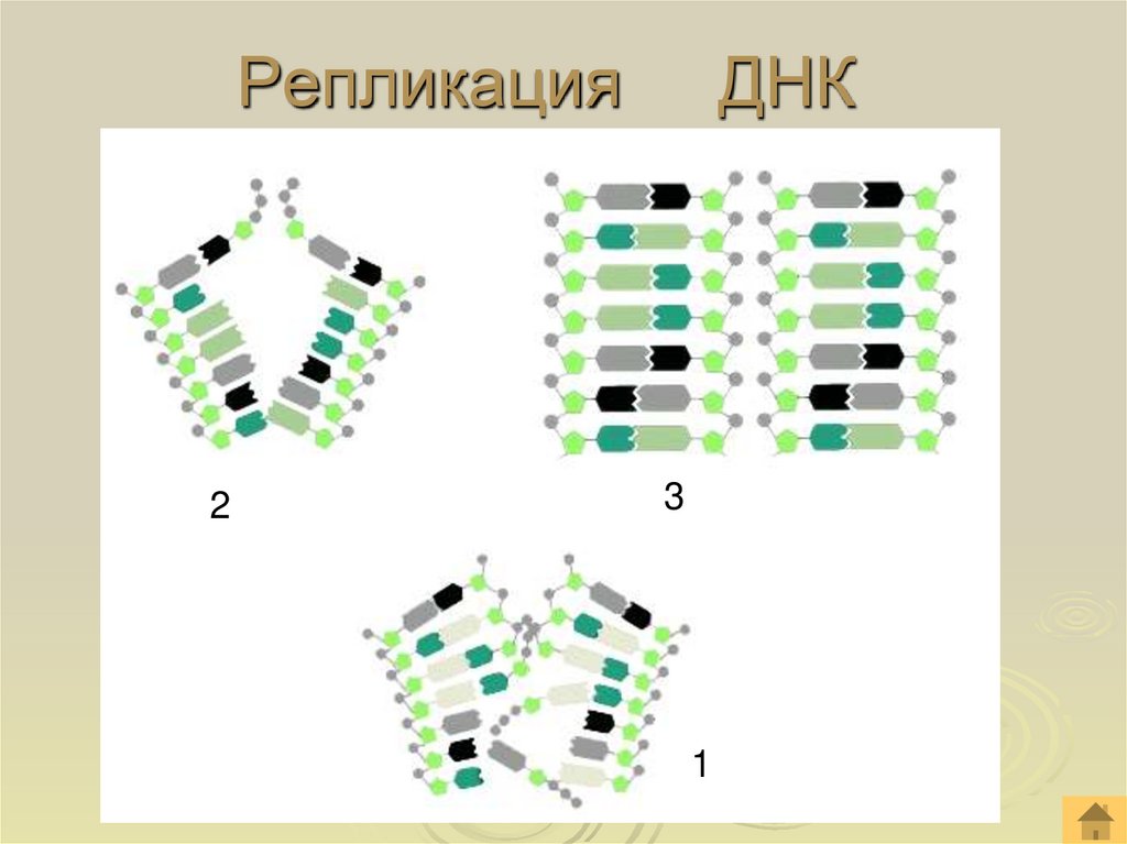 Репликация ДНК
