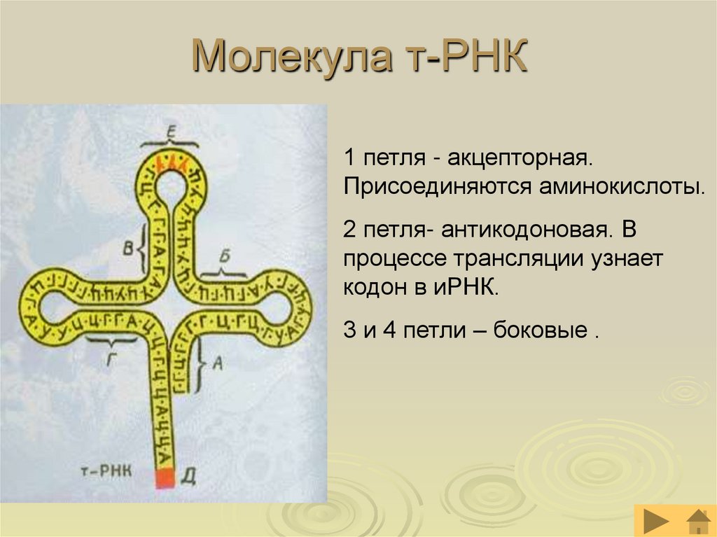 Молекула т-РНК