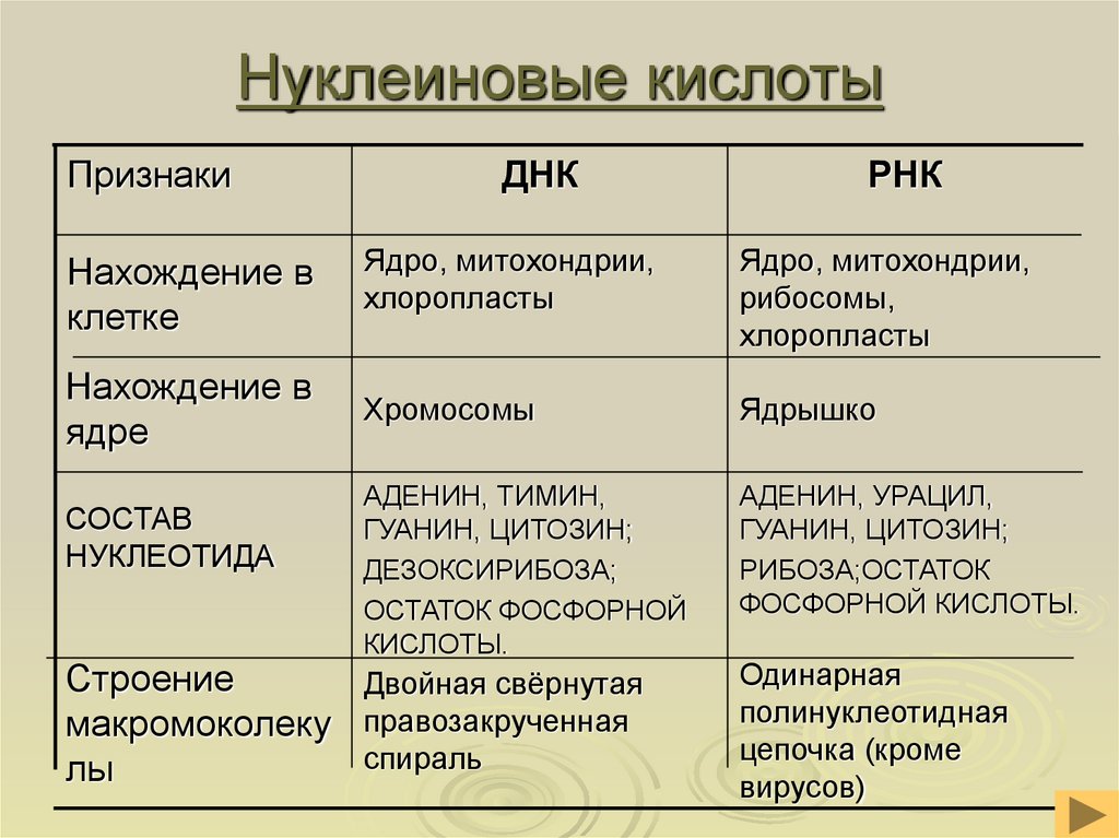 Нуклеиновые кислоты