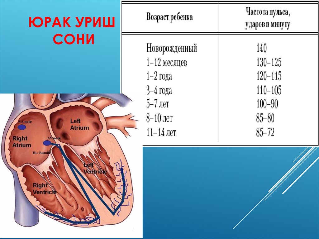 Юрак уриш сони