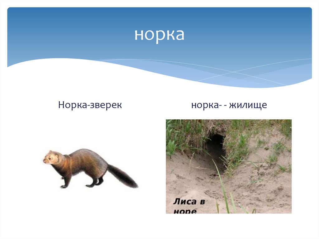норка