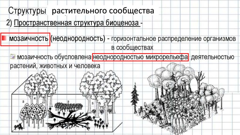 7.23. Структура растительного сообщества урок биологии 7 класс ...