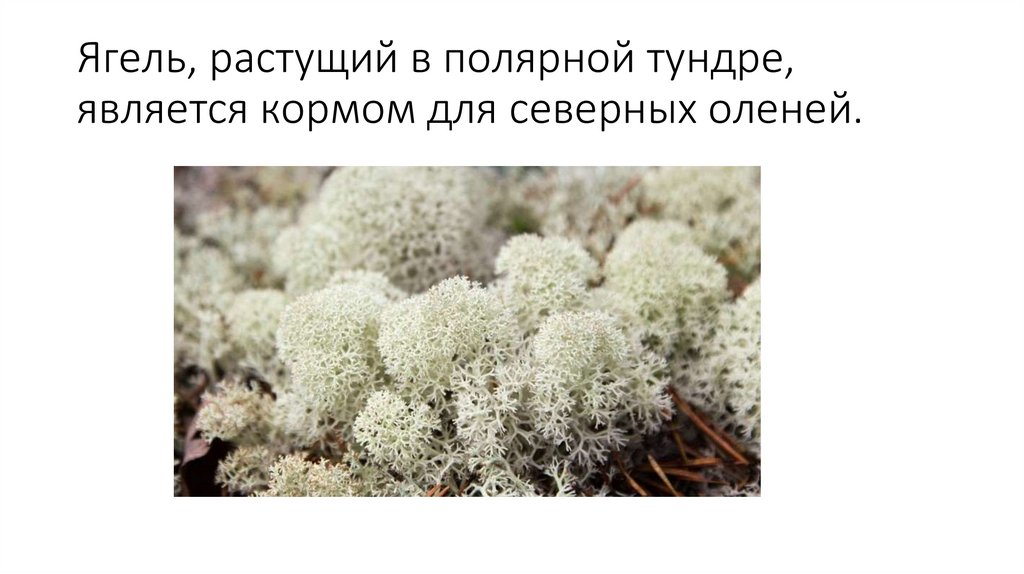 Ягель, растущий в полярной тундре, является кормом для северных оленей.