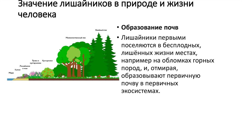 Значение лишайников в природе и жизни человека