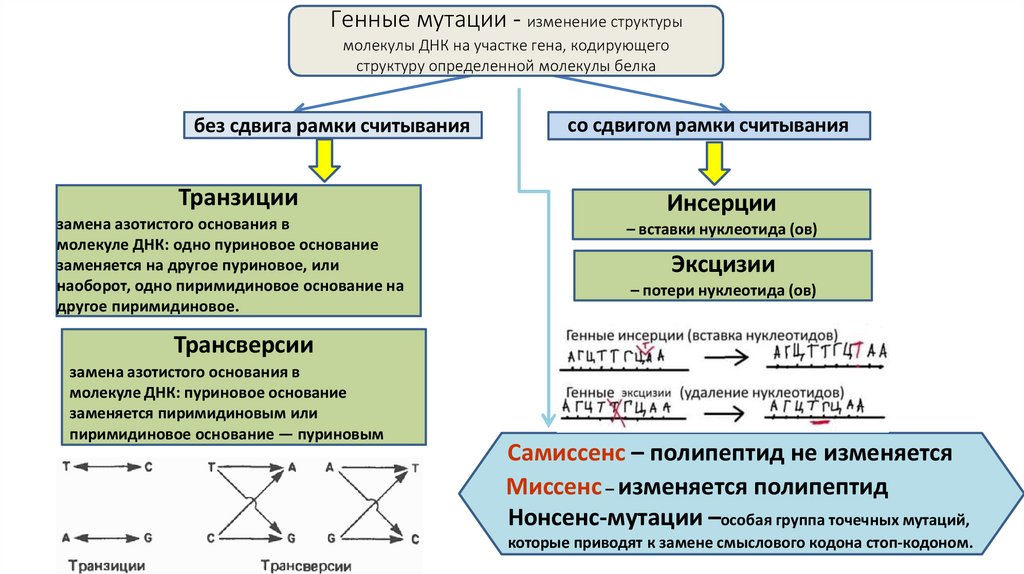 Генные мутации - изменение структуры молекулы ДНК на участке гена, кодирующего структуру определенной молекулы белка