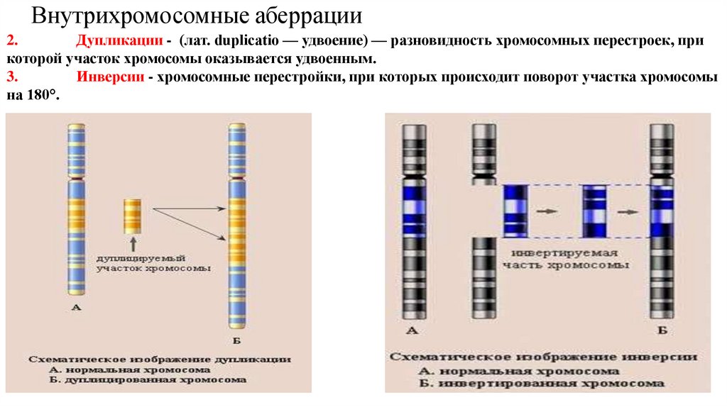 Внутрихромосомные аберрации