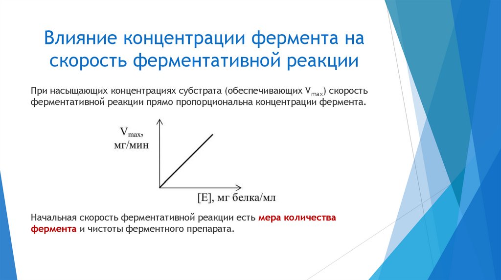 Влияние концентрации фермента на скорость ферментативной реакции