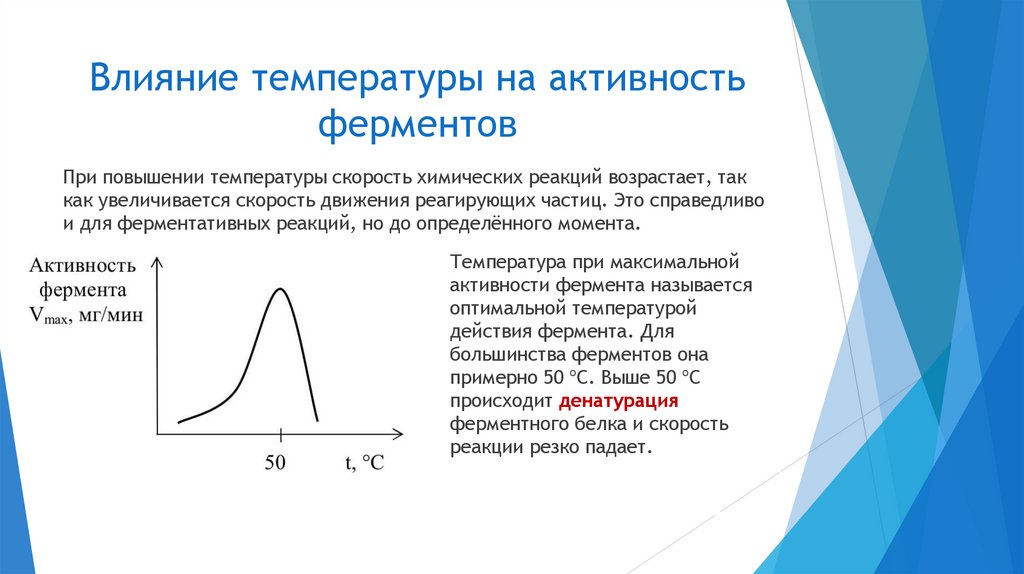Влияние температуры на активность ферментов