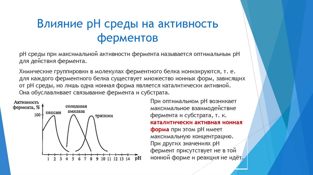 Влияние pH среды на активность ферментов