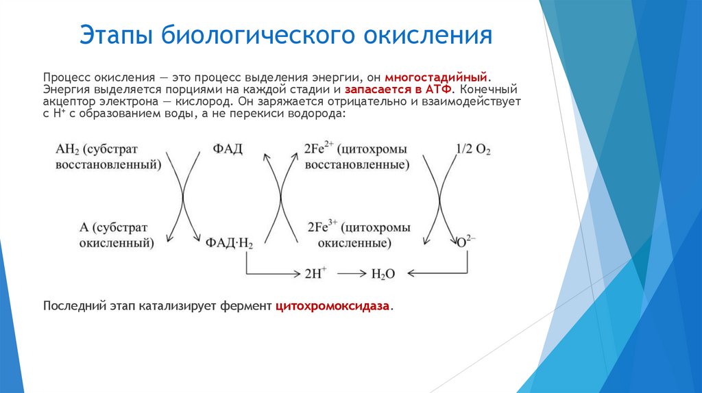 Этапы биологического окисления