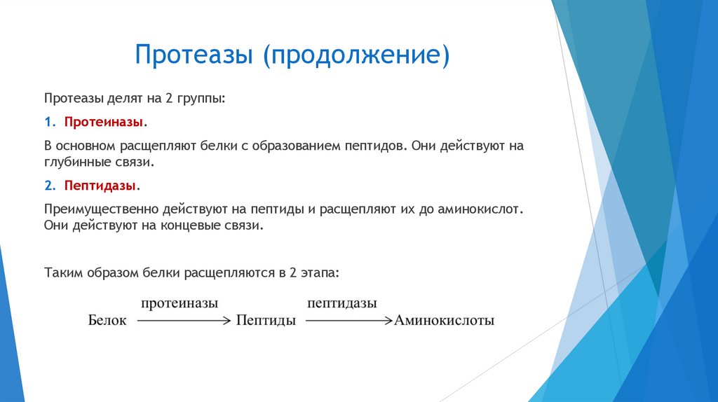 Протеазы (продолжение)