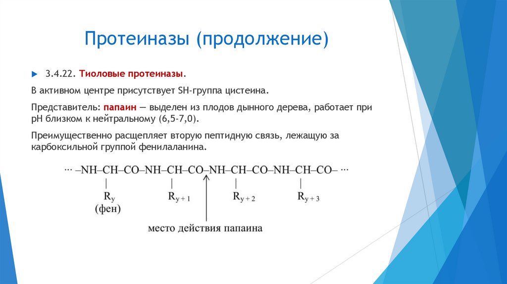 Протеиназы (продолжение)