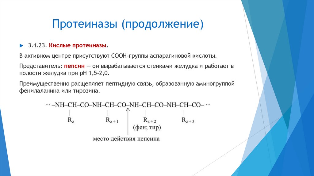 Протеиназы (продолжение)