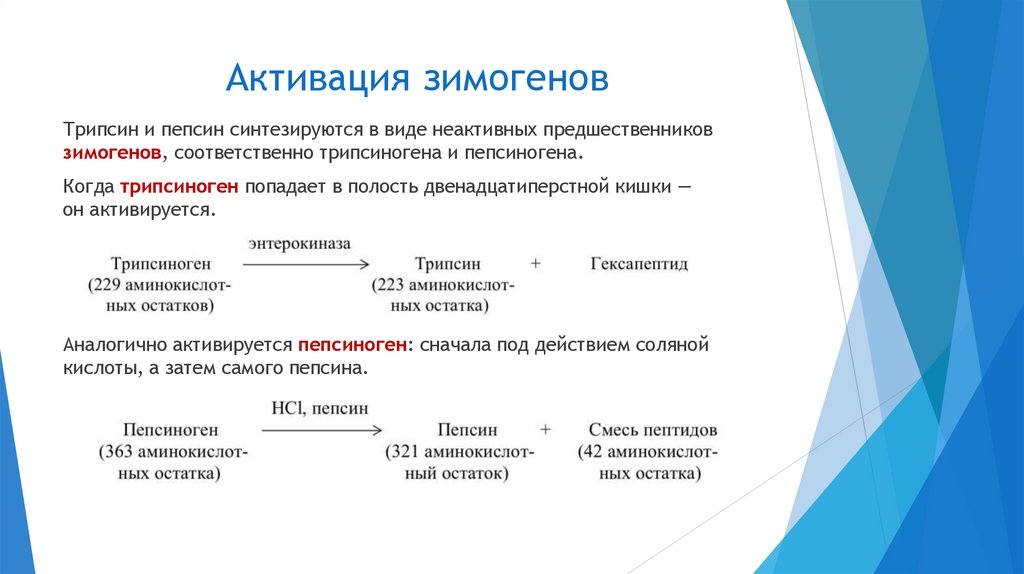 Активация зимогенов
