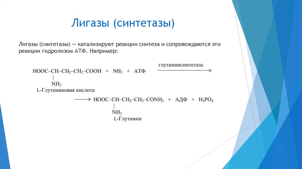 Лигазы (синтетазы)