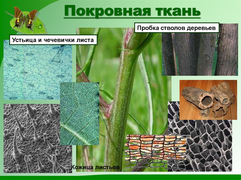 Покровная ткань