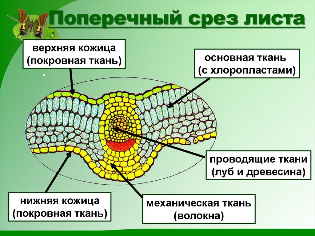 Поперечный срез листа