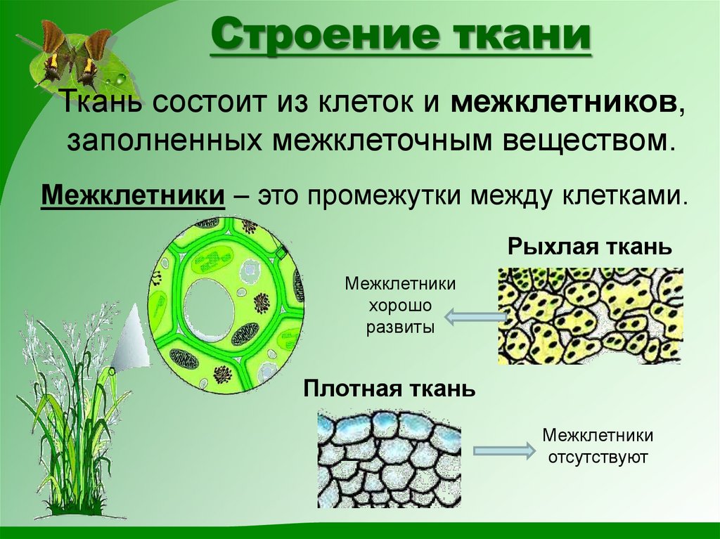 Строение ткани