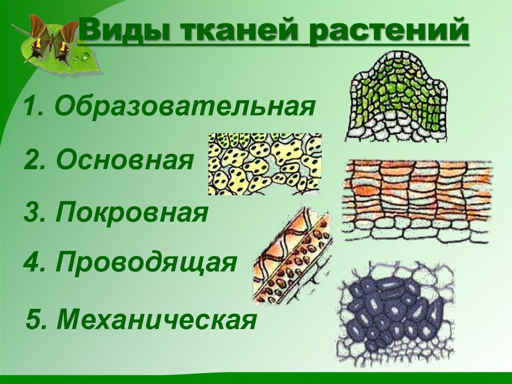 Виды тканей растений