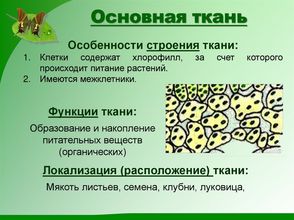 Основная ткань