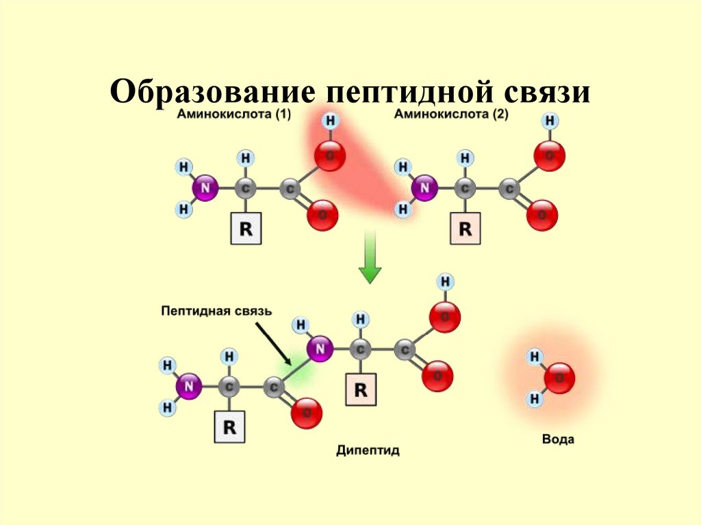 Образование пептидной связи