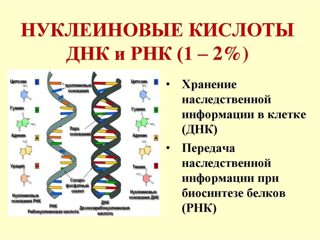 НУКЛЕИНОВЫЕ КИСЛОТЫ ДНК и РНК (1 – 2%)