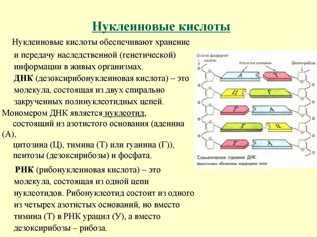 Нуклеиновые кислоты