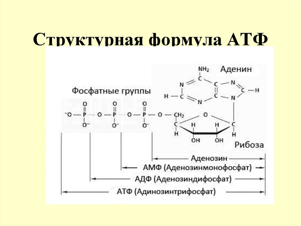 Структурная формула АТФ