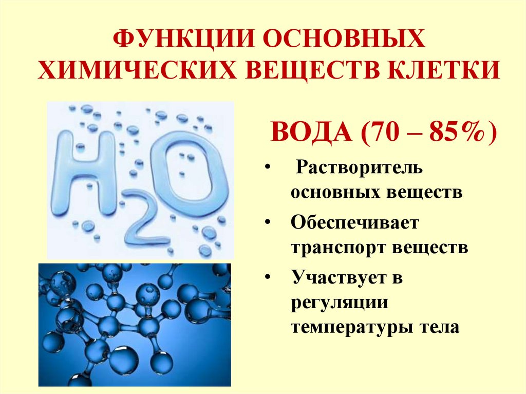 ФУНКЦИИ ОСНОВНЫХ ХИМИЧЕСКИХ ВЕЩЕСТВ КЛЕТКИ