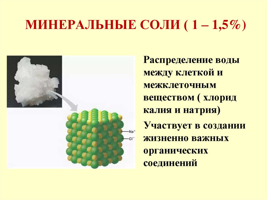 МИНЕРАЛЬНЫЕ СОЛИ ( 1 – 1,5%)