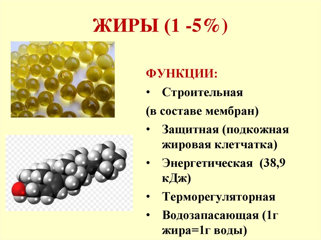 ЖИРЫ (1 -5%)