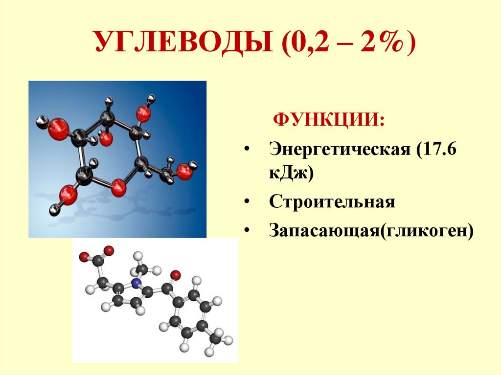 УГЛЕВОДЫ (0,2 – 2%)