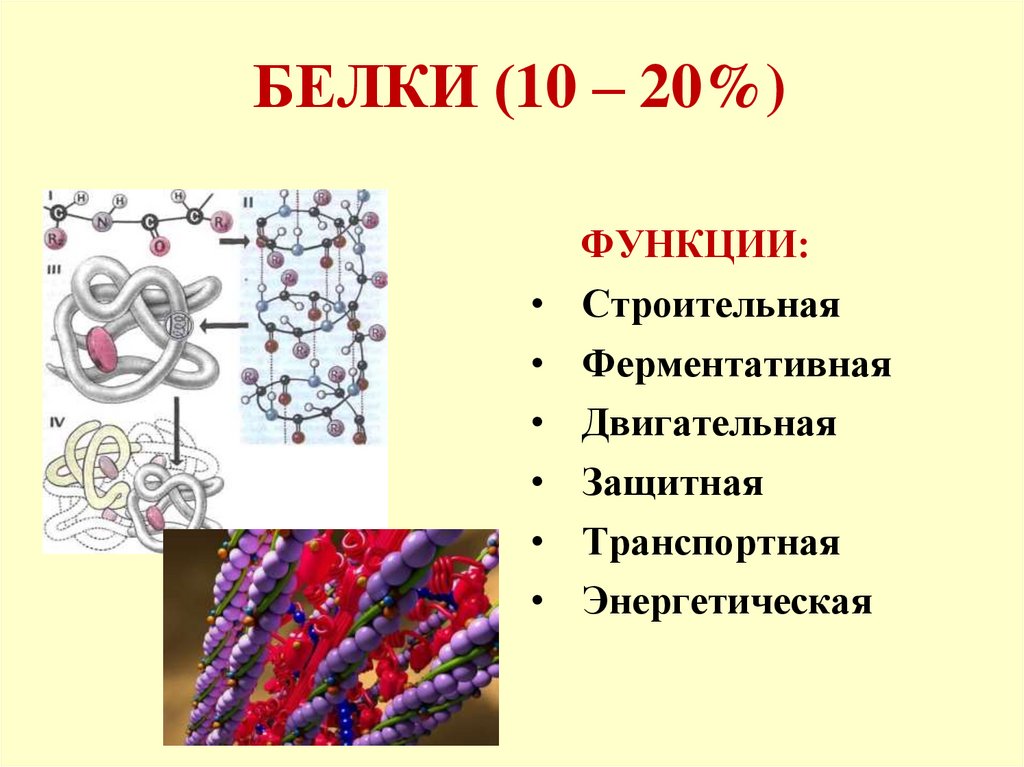БЕЛКИ (10 – 20%)