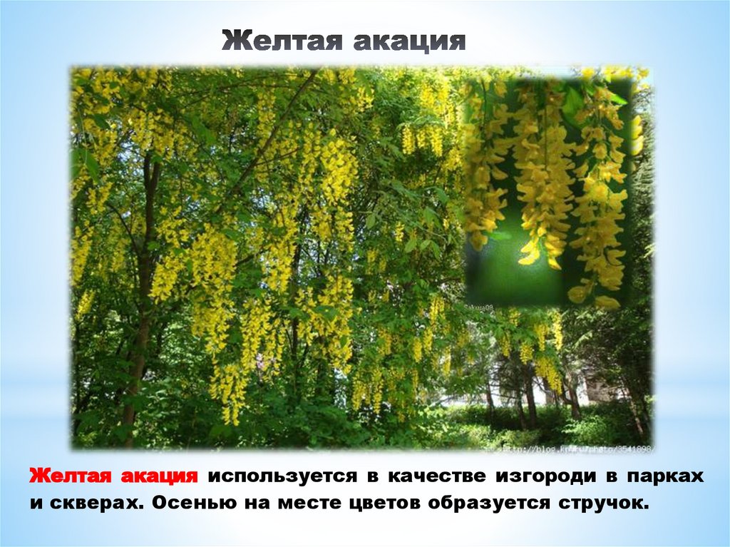 Желтая акация