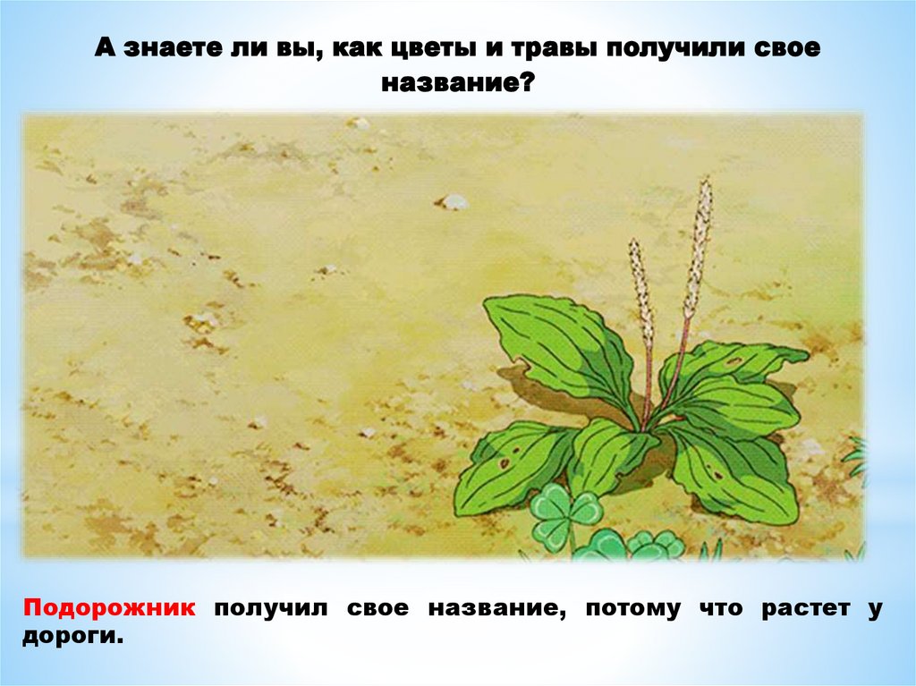 А знаете ли вы, как цветы и травы получили свое название?