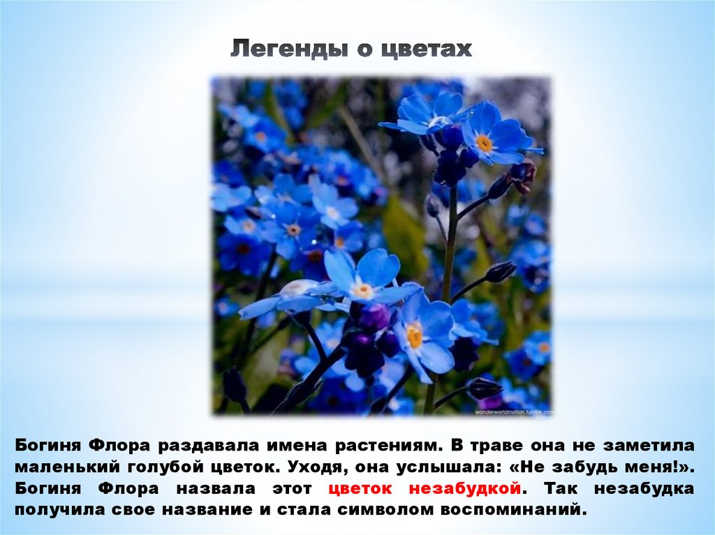 Легенды о цветах