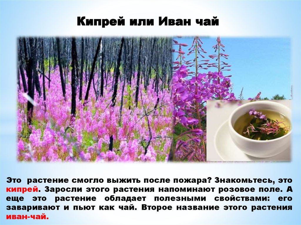 Кипрей или Иван чай