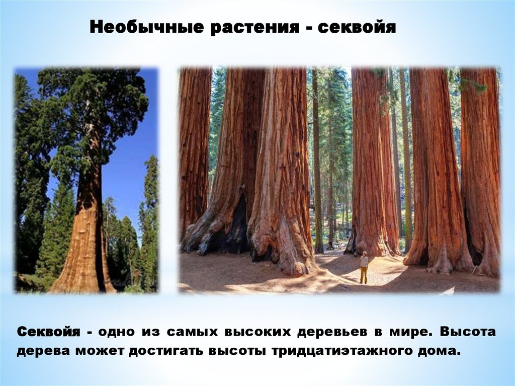 Необычные растения - секвойя