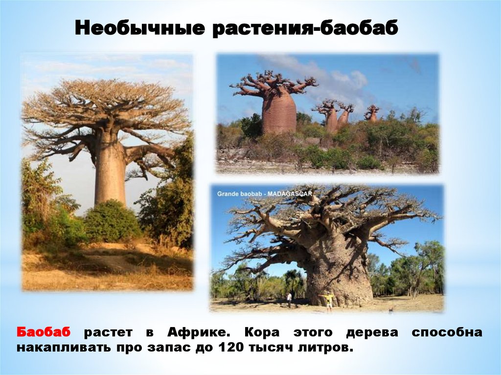 Необычные растения-баобаб