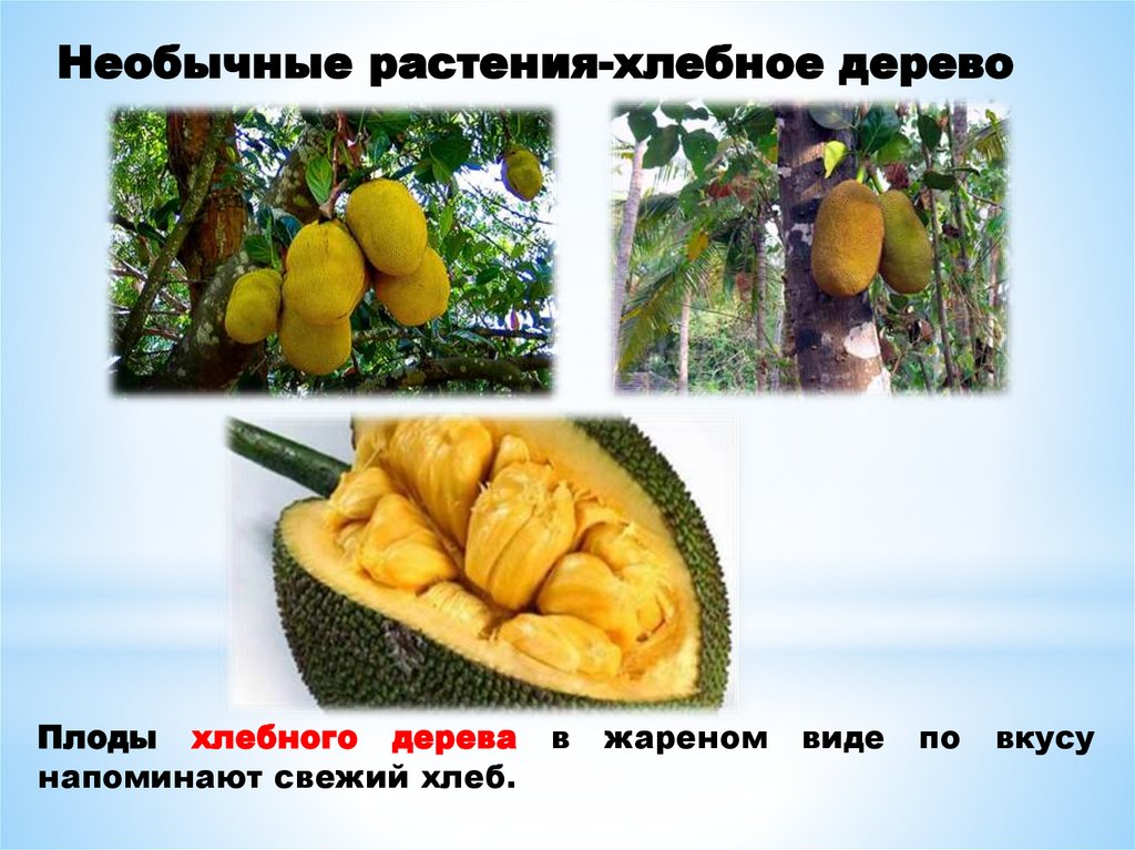 Необычные растения-хлебное дерево