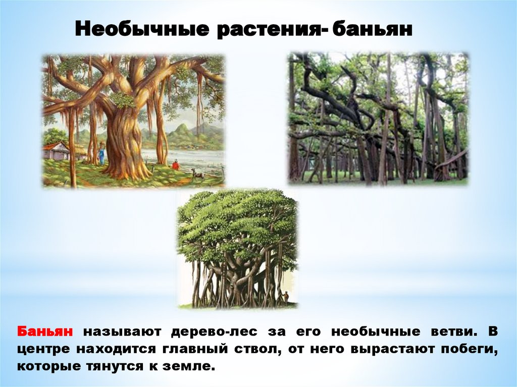 Необычные растения- баньян