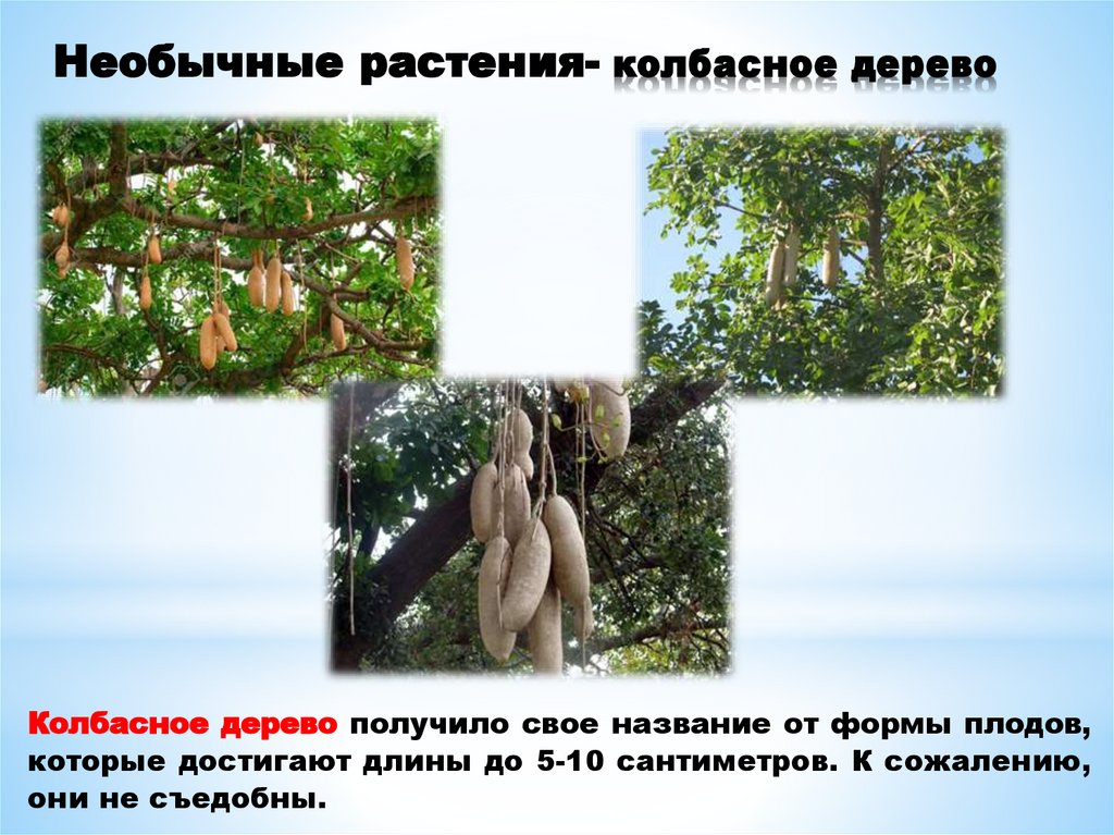 Необычные растения- колбасное дерево