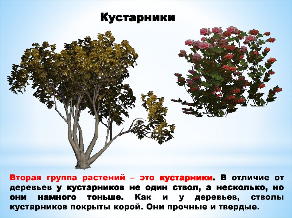 Кустарники