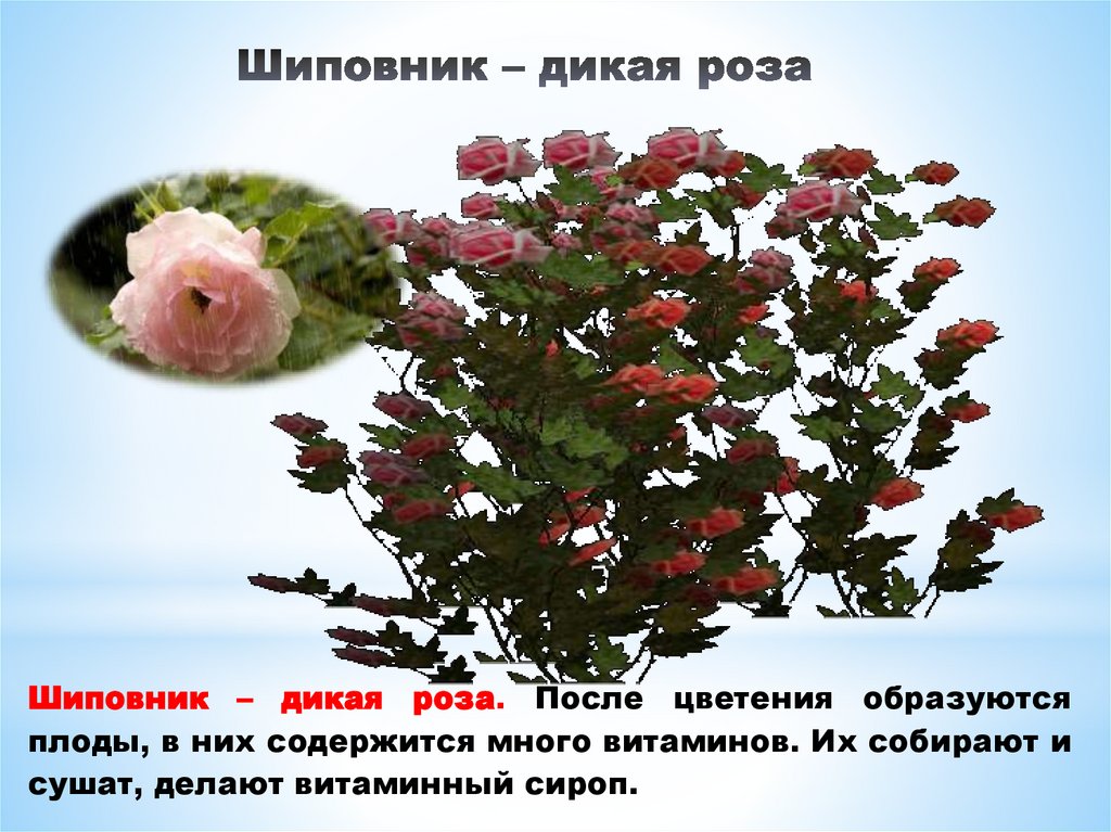 Шиповник – дикая роза