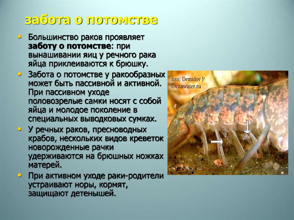 забота о потомстве