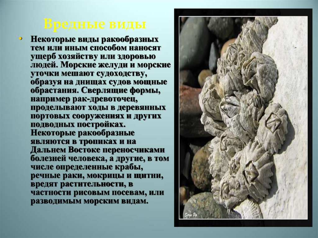 Вредные виды