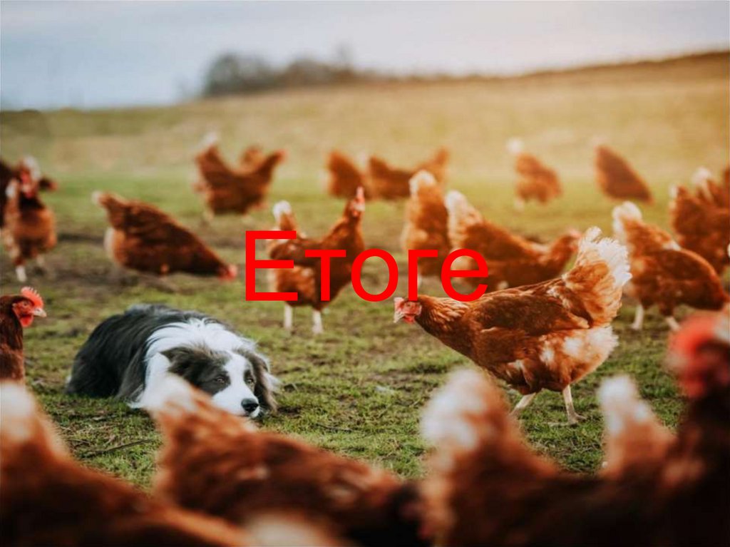 Етоге